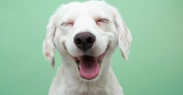 Cães com marcas faciais menos complexas são mais expressivos na comunicação