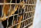 Quase 80 mil animais vivem em canis. Custo vai ascender a mil milhões de euros nos próximos 12 anos