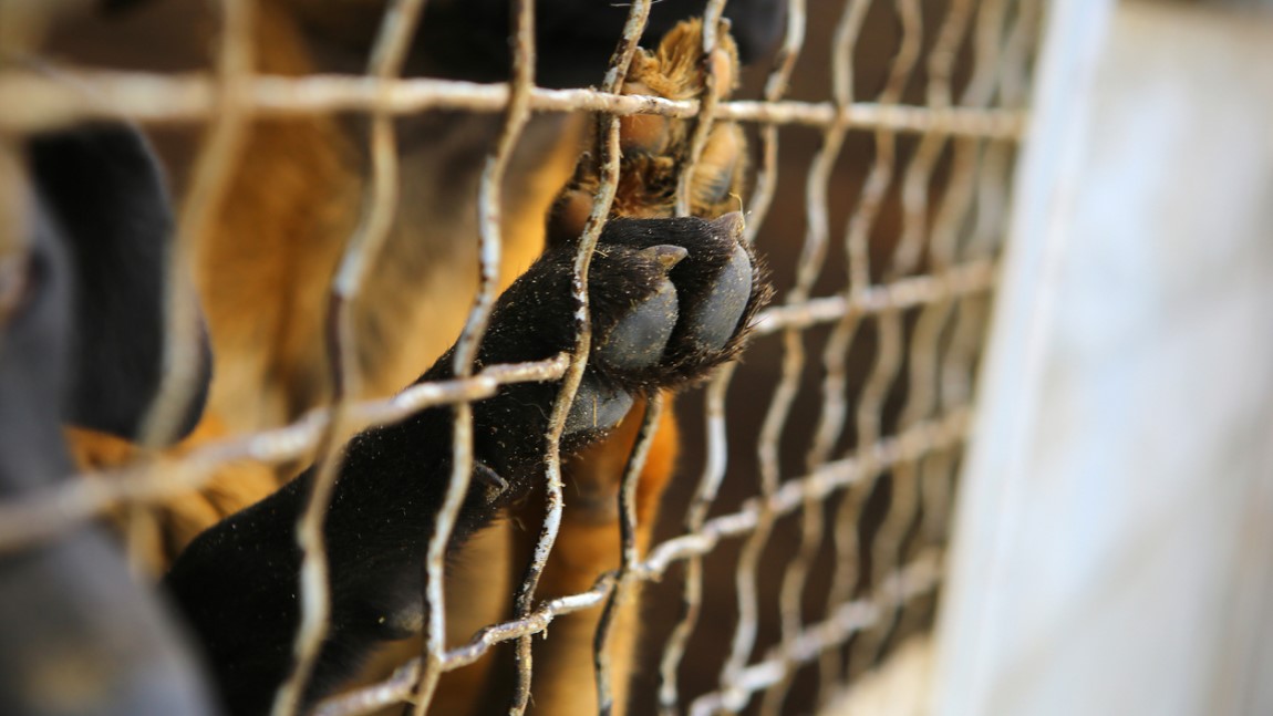 Quase 80 mil animais vivem em canis. Custo vai ascender a mil milhões de euros nos próximos 12 anos