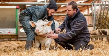 MSD Animal Health recebe autorização de vacina para bovinos BOVILIS Nasalgen-C