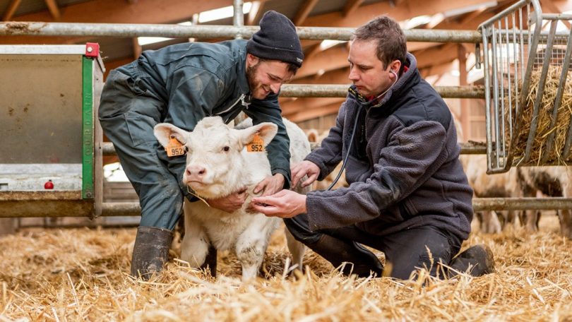 MSD Animal Health recebe autorização de vacina para bovinos BOVILIS Nasalgen-C
