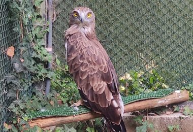 UTAD liberta águia-cobreira em Vila Pouca de Aguiar