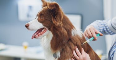 Mais de 50% dos norte-americanos tutores de cães hesitam em vacinar o seu animal