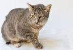 Calicivírus felino é o patógeno respiratório mais comum nos gatos do Reino Unido