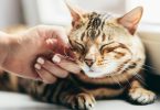 Ronronar dos gatos? Novo estudo explora explicação alternativa
