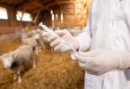 Utilização de antimicrobianos em animais diminuiu 13% entre 2017 e 2019