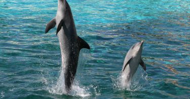 Sorriso dos golfinhos “tem sido a sua maior desgraça”