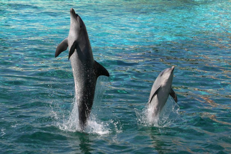 Sorriso dos golfinhos “tem sido a sua maior desgraça”