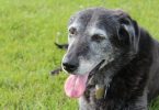 Medicamento para prolongar vida dos cães? Testes ocorrem nos EUA 