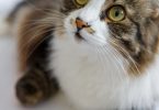 Estudo: Bactérias ajudam gatos a comunicar  
