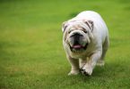 Popularidade dos cães braquicefálicos está a cair no Reino Unido 
