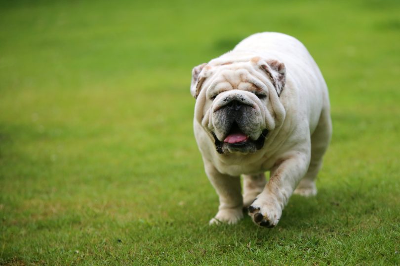 Popularidade dos cães braquicefálicos está a cair no Reino Unido 