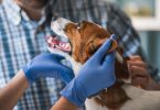 Tutores confiam no veterinário para tomar decisões difíceis em situações de reanimação cardiopulmonar