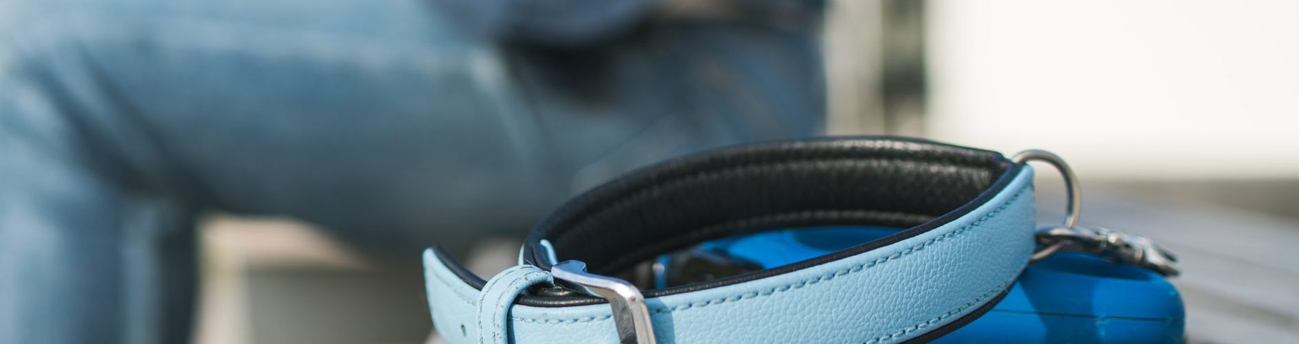 Animais de companhia: Período médio de luto superior a 1 ano em casos de eutanásia