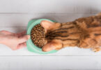 Aconselhamento veterinários tem pouco peso na dieta dos gatos