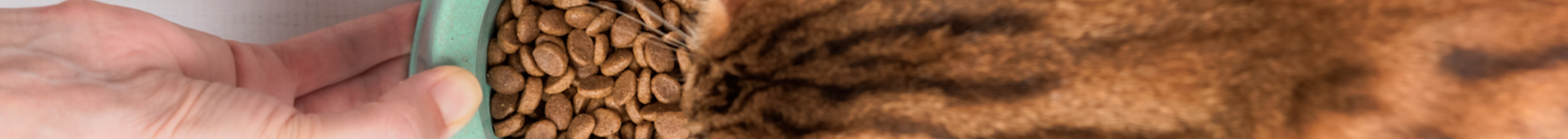 Aconselhamento veterinários tem pouco peso na dieta dos gatos