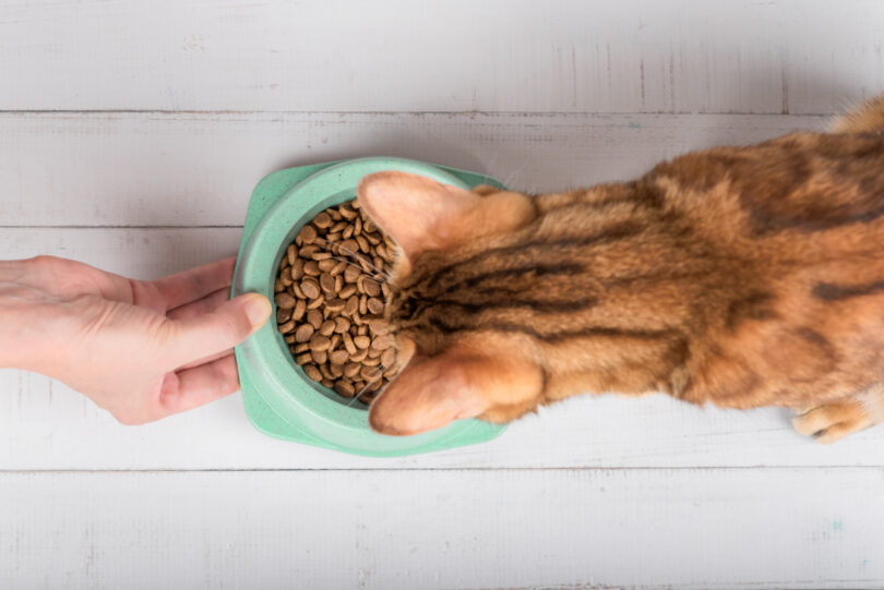 Aconselhamento veterinários tem pouco peso na dieta dos gatos