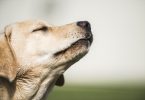 Podem os cães detetar cancro da mama através da pele?