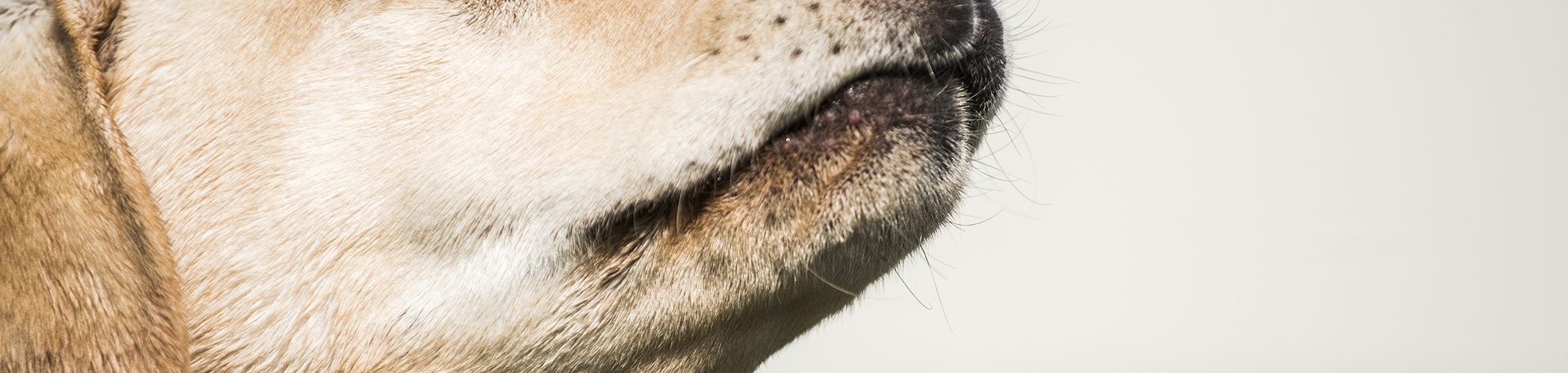 Podem os cães detetar cancro da mama através da pele?