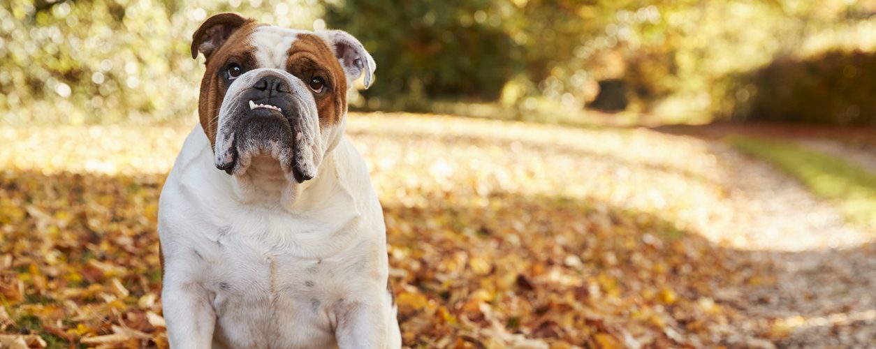 Estudo revela que cães de raça tendem a viver mais que os de raça mista