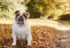 Estudo revela que cães de raça tendem a viver mais que os de raça mista