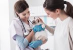 Profissionais de veterinária capazes de identificar casos de violência doméstica