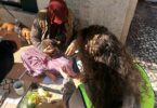 Provedoria resgata animais usados para mendicidade na Baixa de Lisboa