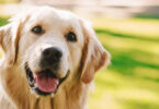 Labradores e retrievers com excesso de peso? Estudo aponta genes como razão