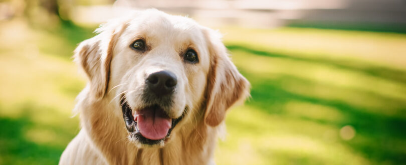 Labradores e retrievers com excesso de peso? Estudo aponta genes como razão