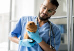 Royal Veterinary College identifica os distúrbios de saúde mais comuns em porquinhos-da-índia