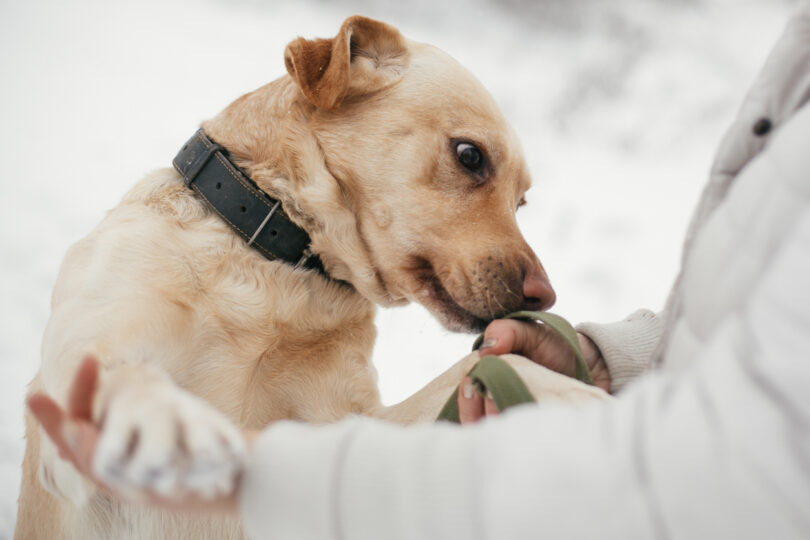 Podem cães treinados detetar stress pós-traumático através do hálito dos humanos?