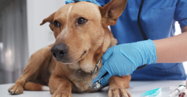 Tuberculose em cães tem aumentado nos últimos anos