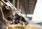Vacinação contra a tuberculose reduz quase em 90% a propagação em bovinos