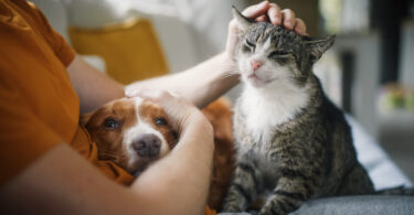 Cães e gatos podem transmitir aos tutores superbactérias resistentes a antibióticos