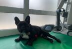 CR2AN – Centro de Reabilitação e Regeneração Animal chega ao Norte do País