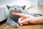 Esperança média de vida dos gatos no Reino Unido é de 11,7 anos