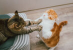 Há novas diretrizes veterinárias para gerir conflitos e tensões nos gatos
