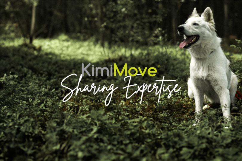 Estudo KimiMove