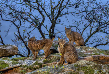 Programa de recuperação do lince-ibérico alcança os melhores resultados das últimas temporadas