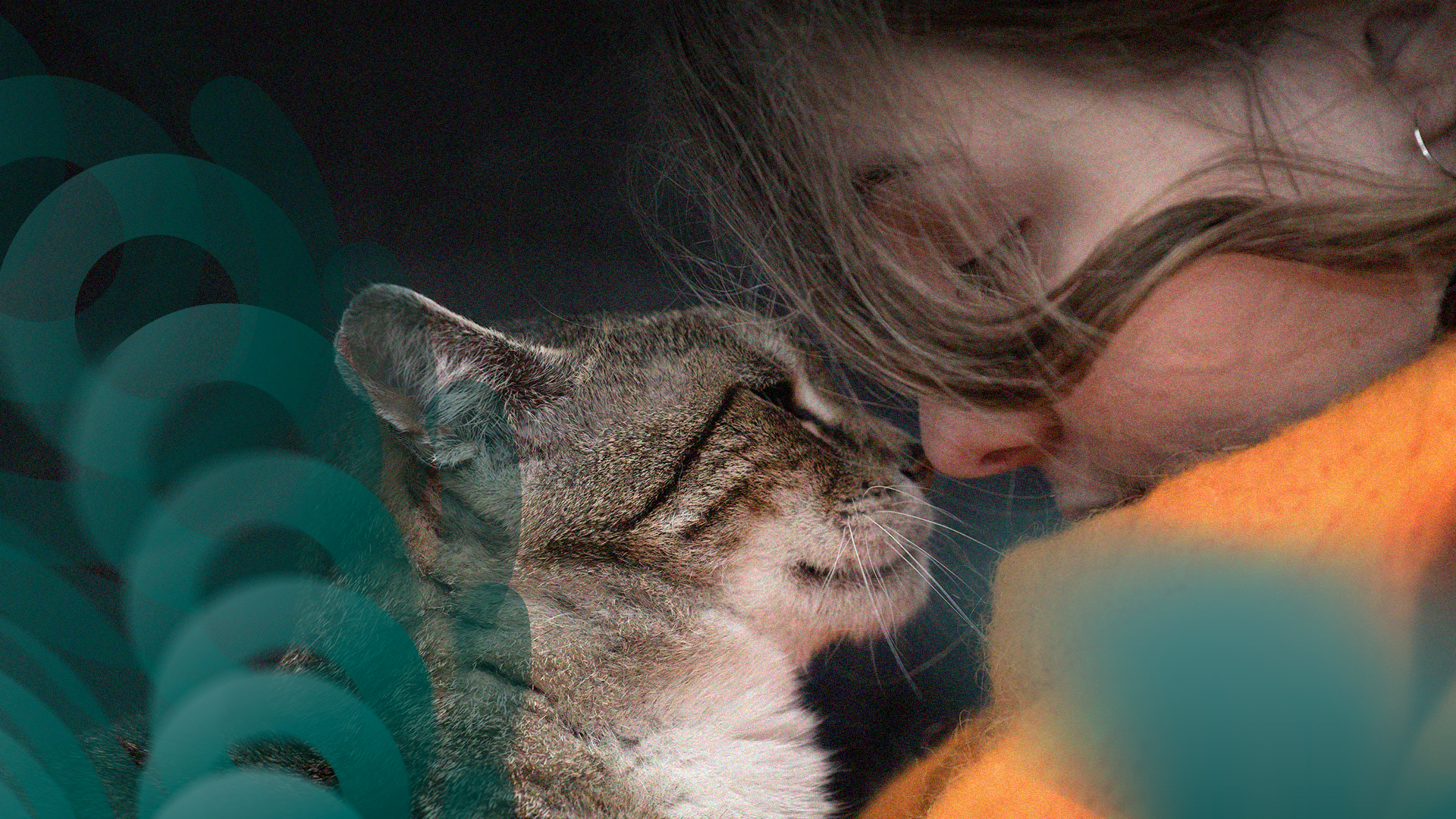 Já são conhecidas as categorias dos prémios “One Health Pet Awards”