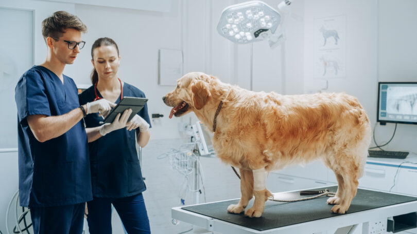 LETI Pharma promove workshops sobre comunicação interpessoal em Medicina Veterinária