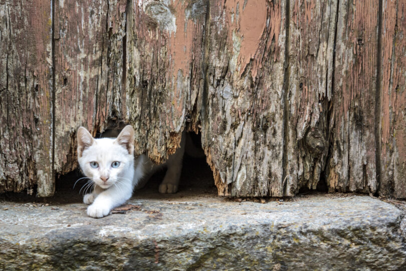 Gatos confiam na consciência corporal para enfrentar obstáculos espaciais