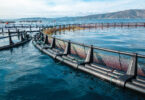 9 em cada 10 europeus quer melhor proteção para os peixes de aquacultura
