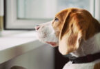 Estudo analisou tratamento da ansiedade canina com doses controladas de LSD