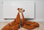 Como tornar a descida das temperaturas mais suportável para os cães?
