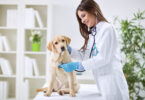 Práticas de bem-estar melhoram satisfação laboral dos veterinários em hospitais de emergência