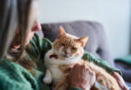 Cérebro dos gatos pode ser chave para compreender a deterioração cognitiva nos humanos