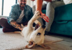 Ritmo cardíaco dos cães sincroniza-se com o dos tutores quando interagem, diz estudo