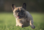 Braquicefalia é a principal causa de morte da raça Pug