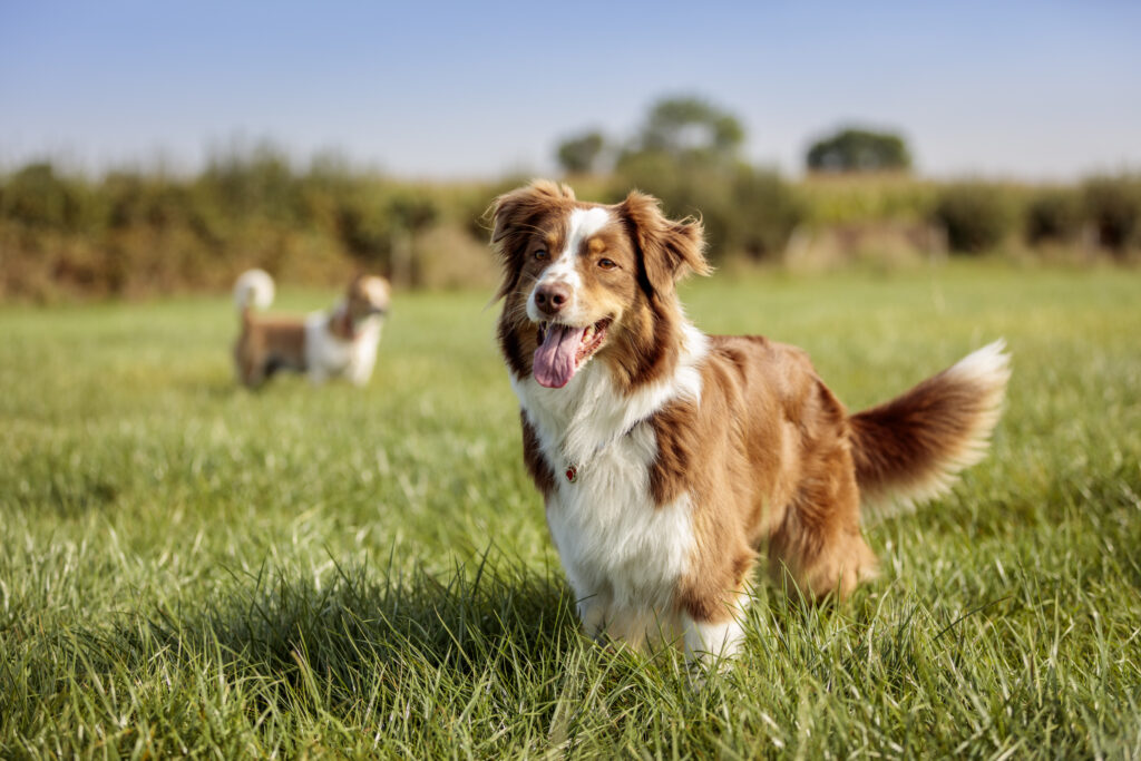 MSD Animal Health distinguida pela formulação Bravecto® injetável